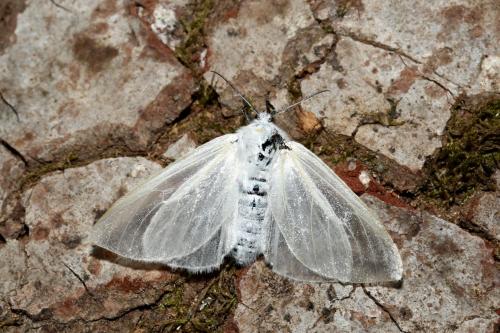 Leucoma salicis
